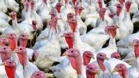 krůty turkeys-2977258 1280